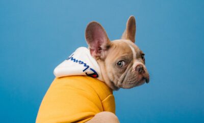 Experiential Travel with Your Fur Babies: The Ultimate Guide for Asia Pacific Explorers